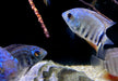 Türkis-Blauer Augenfleckbuntbarsch - Heros spec. Turquoise Lago Jua Tapajos