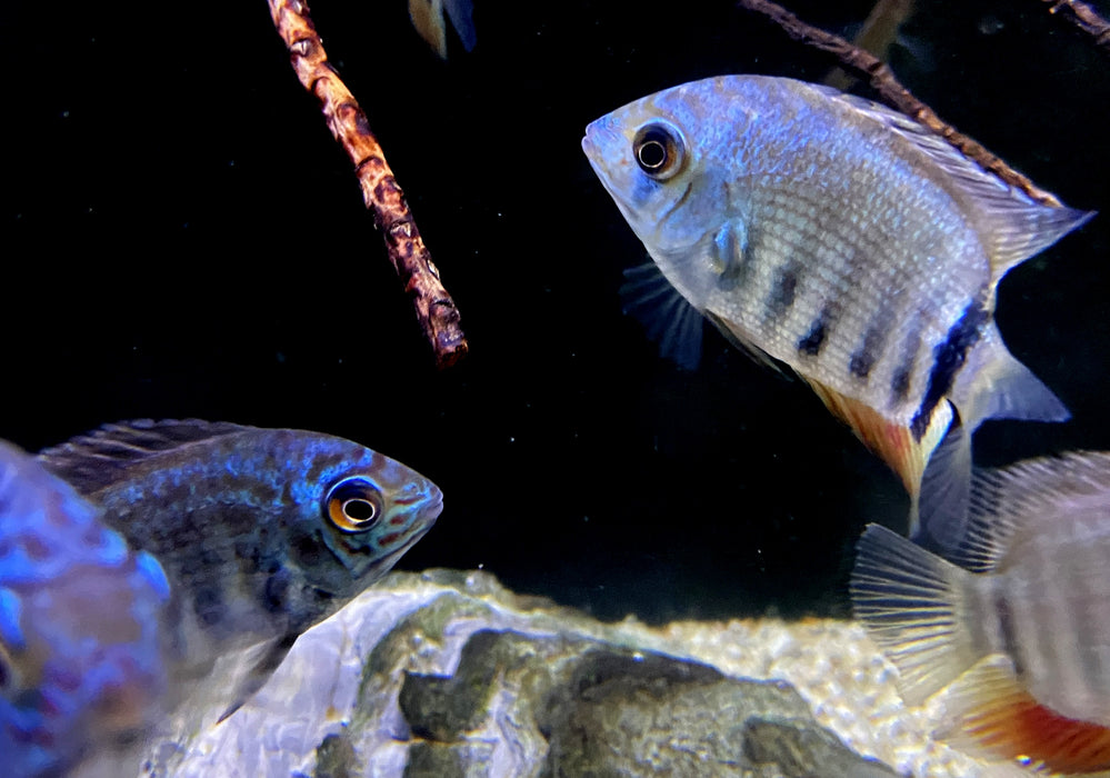 Türkis-Blauer Augenfleckbuntbarsch - Heros spec. Turquoise Lago Jua Tapajos
