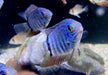 Türkis-Blauer Augenfleckbuntbarsch - Heros spec. Turquoise Lago Jua Tapajos