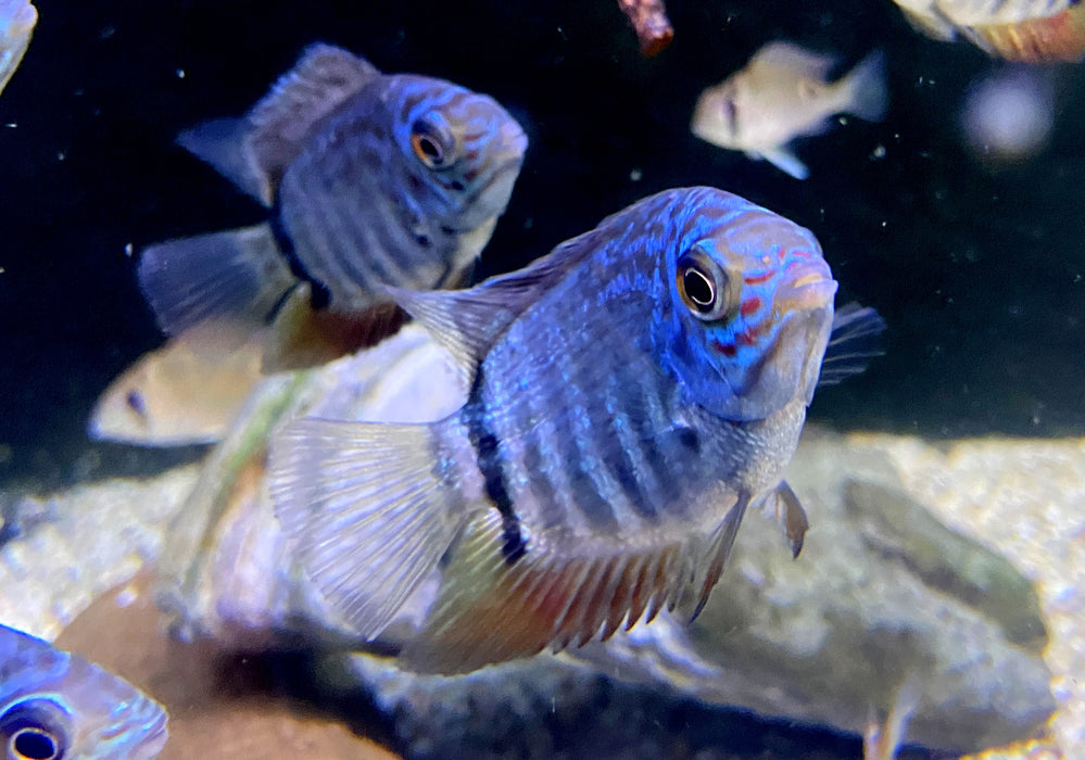 Türkis-Blauer Augenfleckbuntbarsch - Heros spec. Turquoise Lago Jua Tapajos