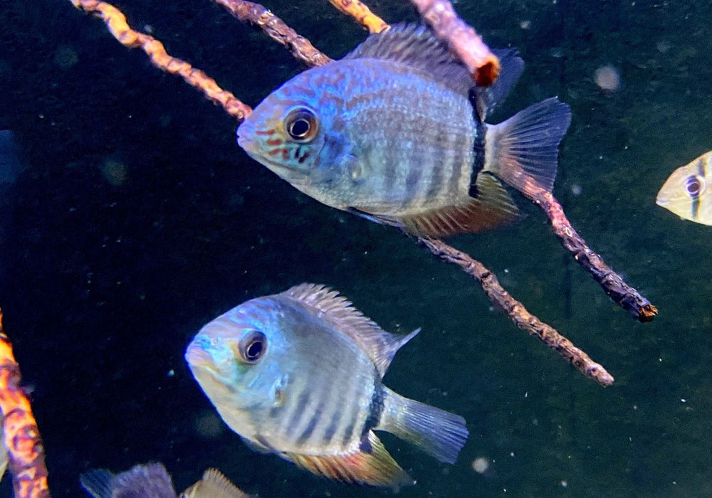 Türkis-Blauer Augenfleckbuntbarsch - Heros spec. Turquoise Lago Jua Tapajos