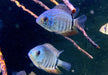 Türkis-Blauer Augenfleckbuntbarsch - Heros spec. Turquoise Lago Jua Tapajos