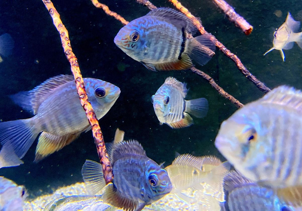 Türkis-Blauer Augenfleckbuntbarsch - Heros spec. Turquoise Lago Jua Tapajos