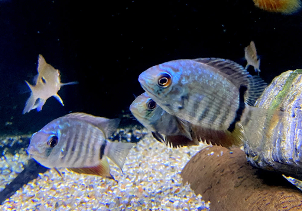 Türkis-Blauer Augenfleckbuntbarsch - Heros spec. Turquoise Lago Jua Tapajos