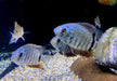 Türkis-Blauer Augenfleckbuntbarsch - Heros spec. Turquoise Lago Jua Tapajos