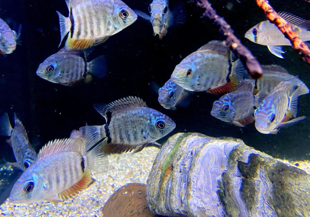 Türkis-Blauer Augenfleckbuntbarsch - Heros spec. Turquoise Lago Jua Tapajos