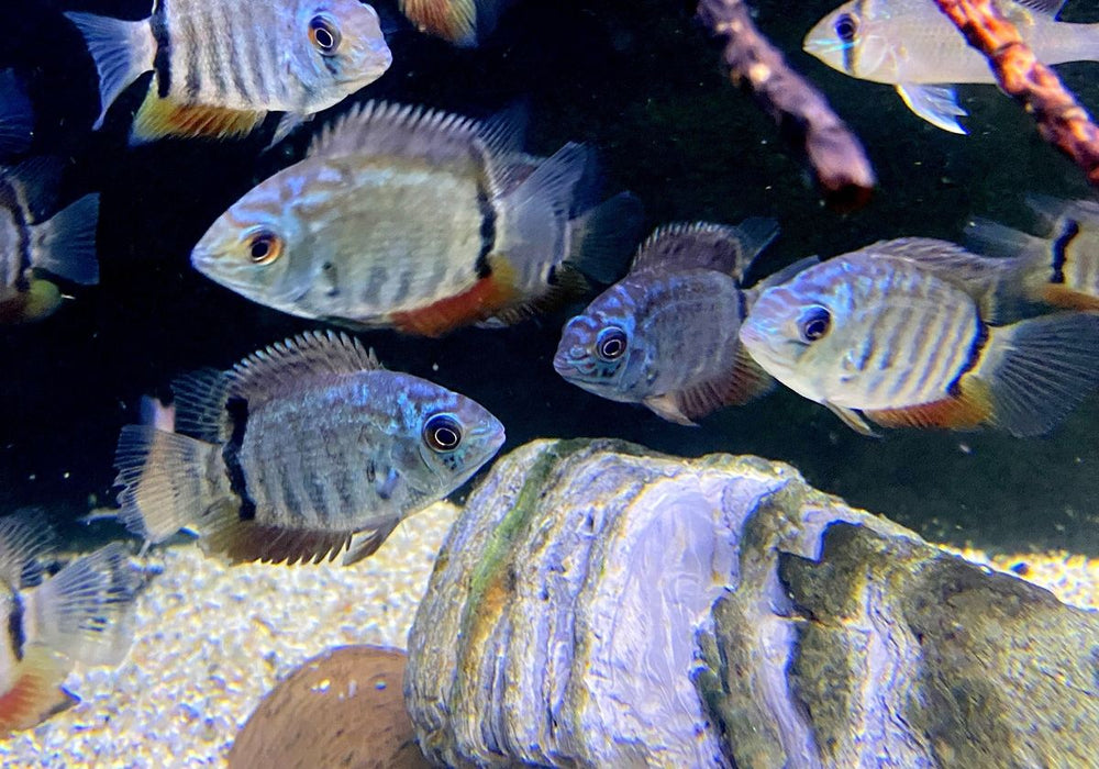 Türkis-Blauer Augenfleckbuntbarsch - Heros spec. Turquoise Lago Jua Tapajos