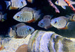 Türkis-Blauer Augenfleckbuntbarsch - Heros spec. Turquoise Lago Jua Tapajos