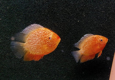 Wieder da - Augenfleckbuntbarsch  