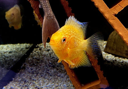 Augenfleckbuntbarsch  