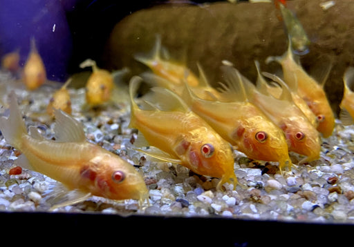 Hoplisoma (Corydoras) paleatum albino