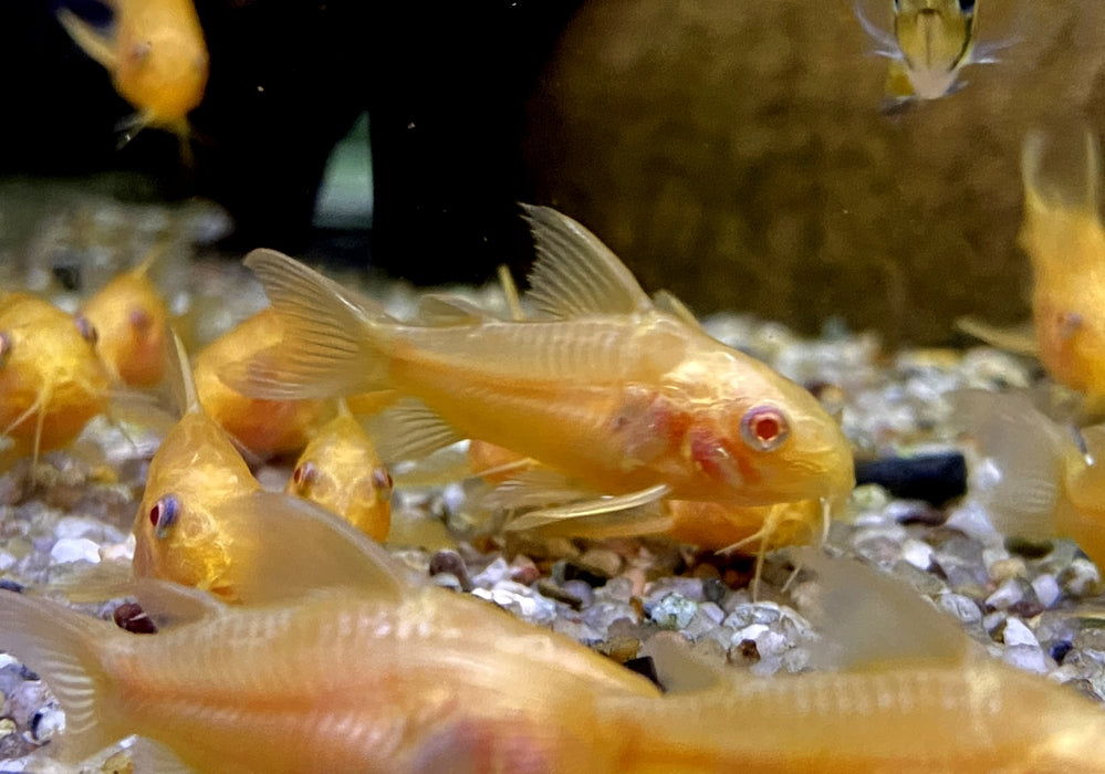 Hoplisoma (Corydoras) paleatum albino