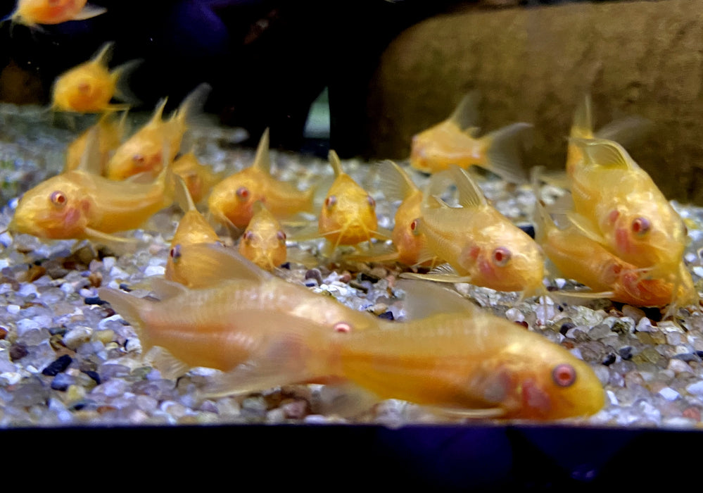 Hoplisoma (Corydoras) paleatum albino