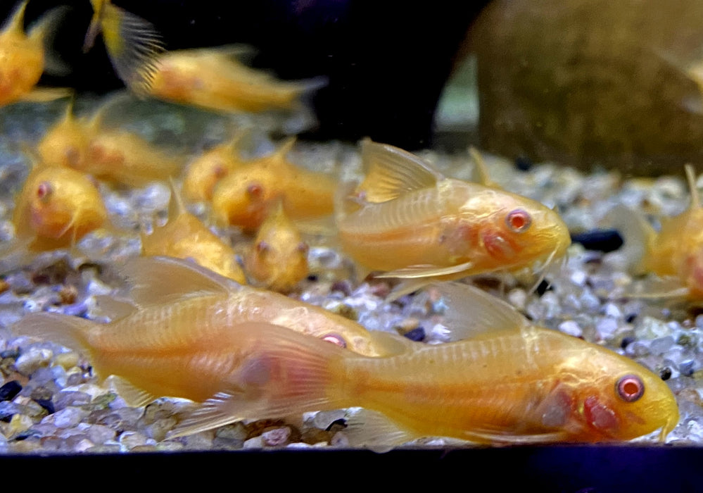 Hoplisoma (Corydoras) paleatum albino