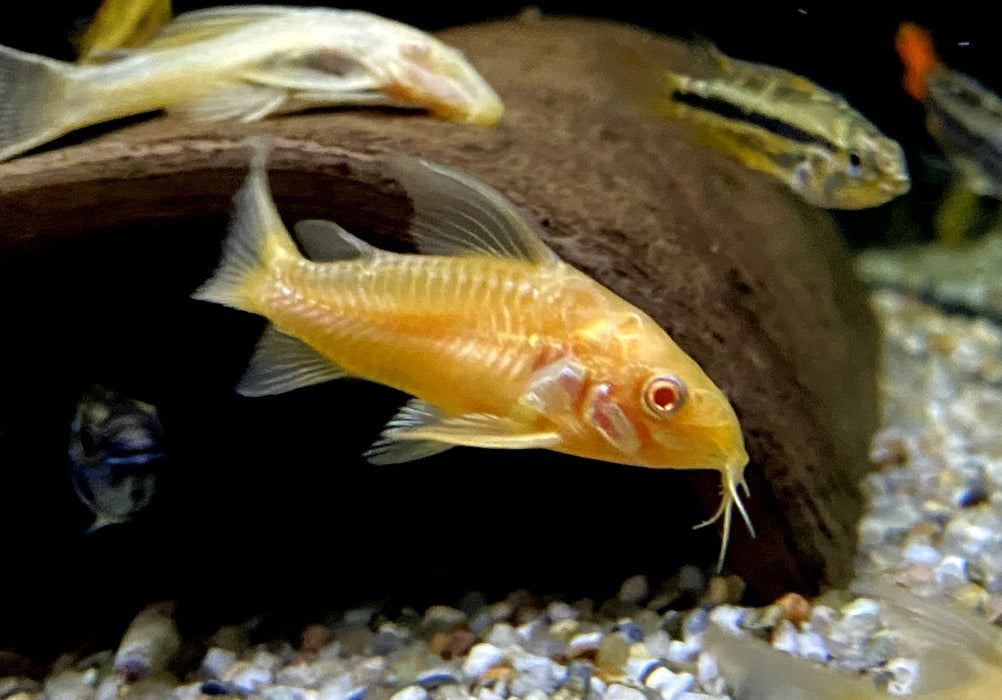 Hoplisoma (Corydoras) paleatum albino