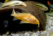 Hoplisoma (Corydoras) paleatum albino
