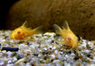 Hoplisoma (Corydoras) paleatum albino