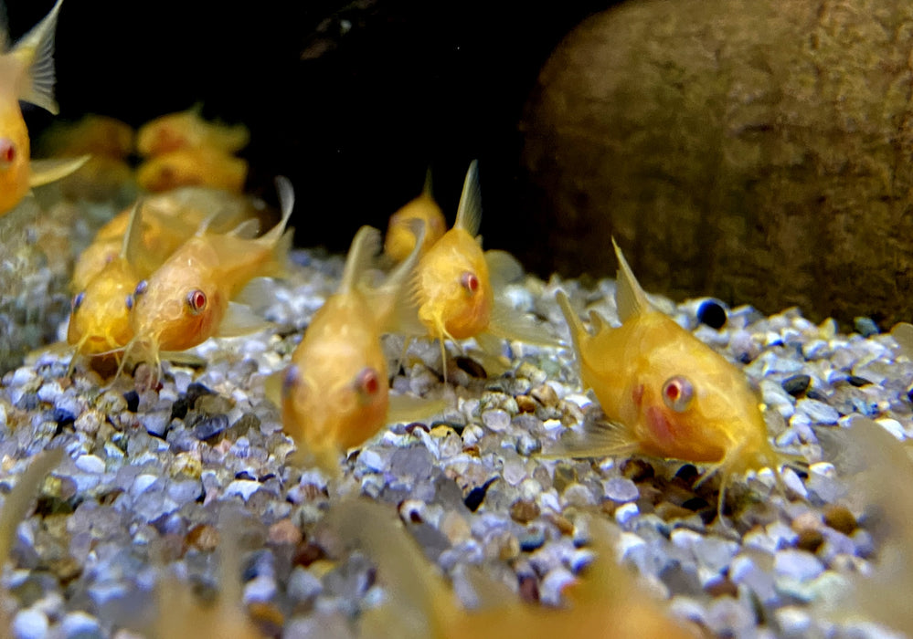 Hoplisoma (Corydoras) paleatum albino