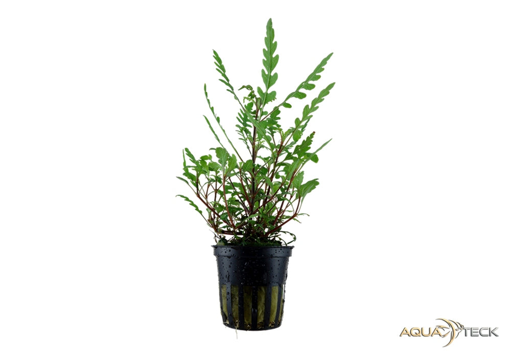 Hygrophila pinnatifida nicht nachkaufen aqua-teck