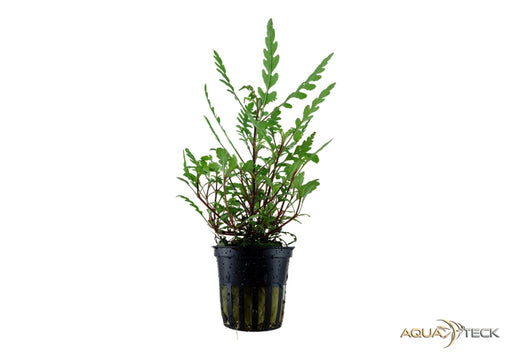 Hygrophila pinnatifida nicht nachkaufen aqua-teck