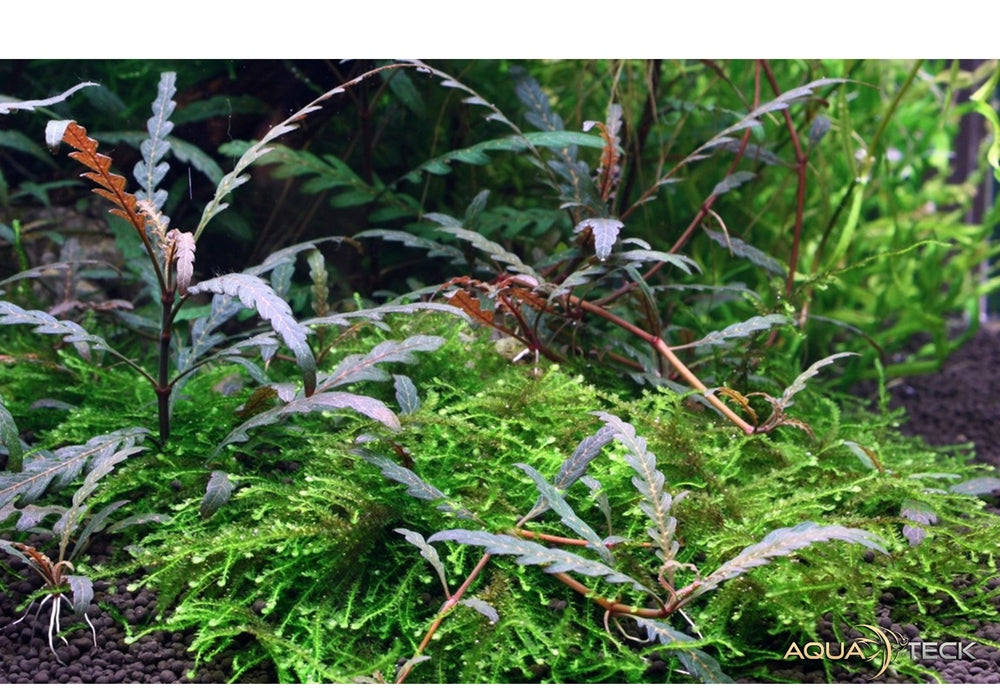 Hygrophila pinnatifida nicht nachkaufen aqua-teck