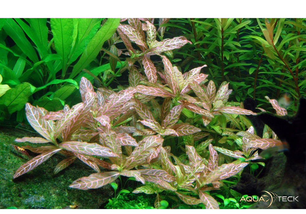 Hygrophila polysperma 'Rosanervig'