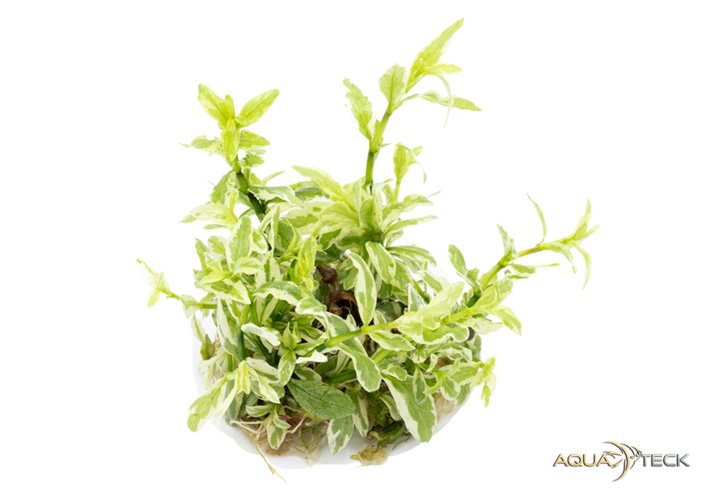 Hygrophila polysperma 'white' (InVitro)