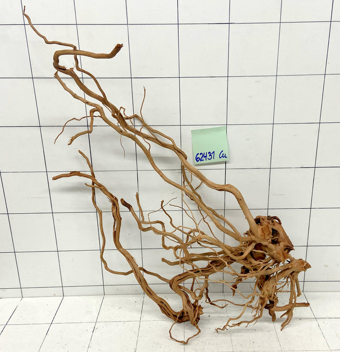 62431Cu - Curlwood Wurzel Holz