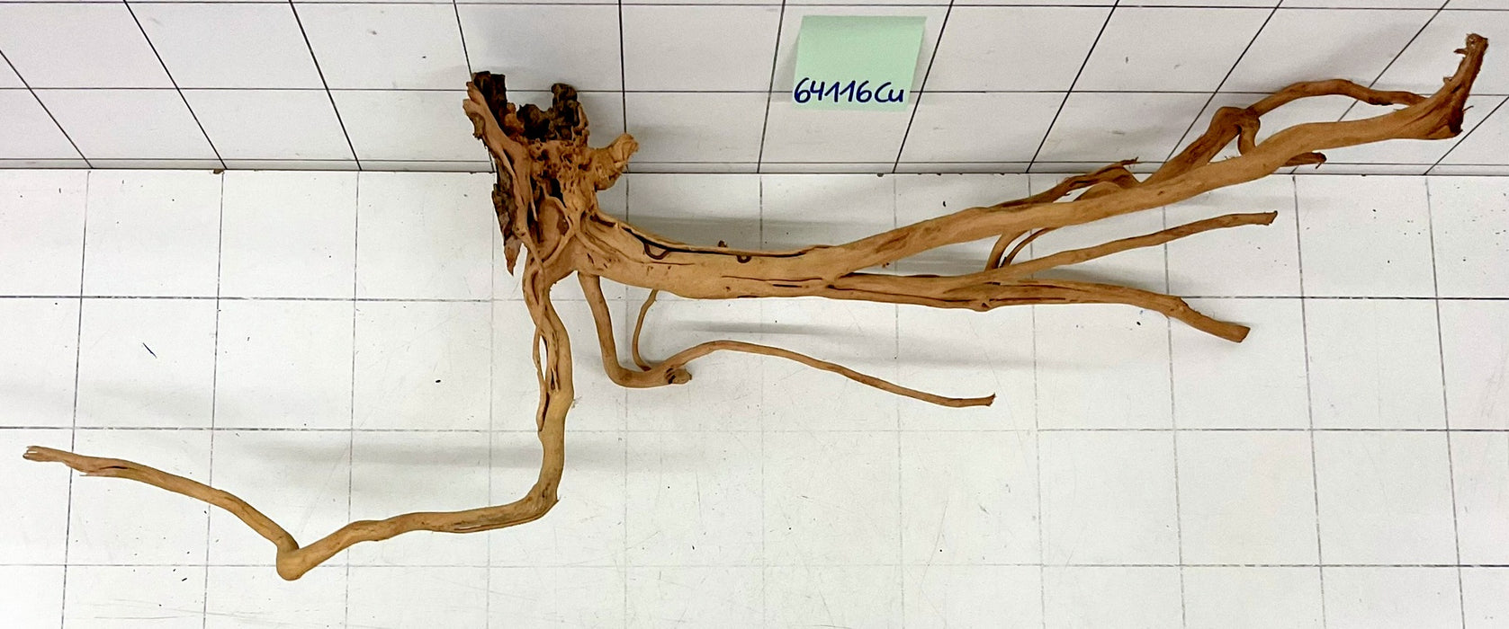 64116Cu - Curlwood Wurzel Holz