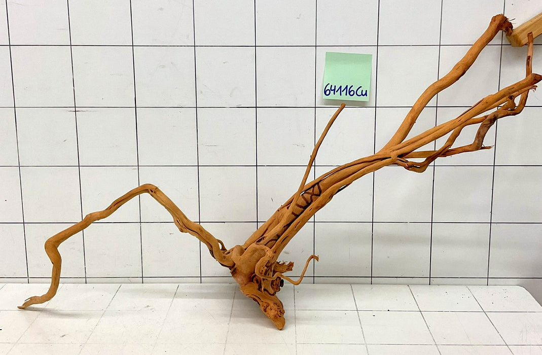 64116Cu - Curlwood Wurzel Holz