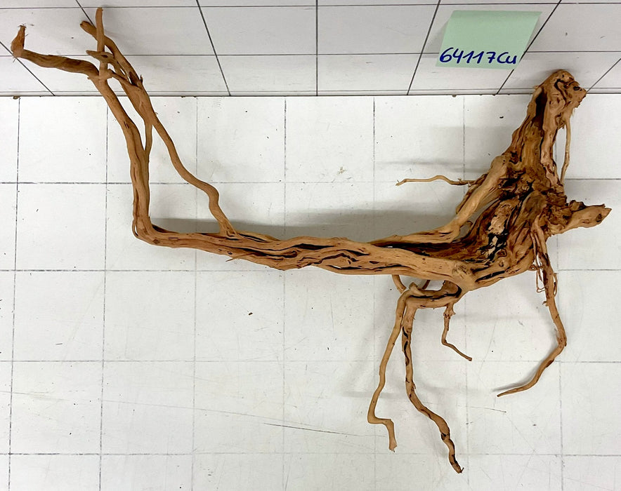 64117Cu - Curlwood Wurzel Holz