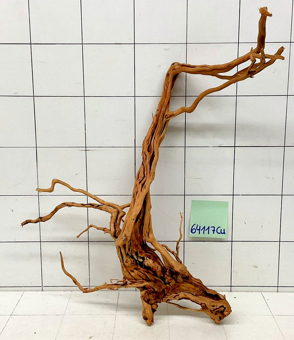 64117Cu - Curlwood Wurzel Holz