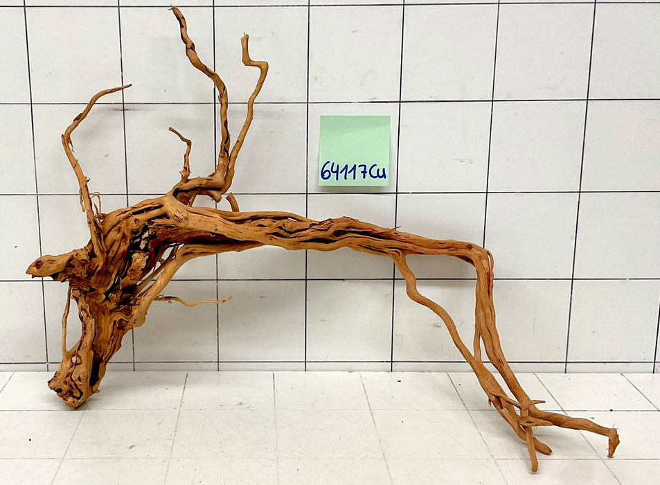 64117Cu - Curlwood Wurzel Holz