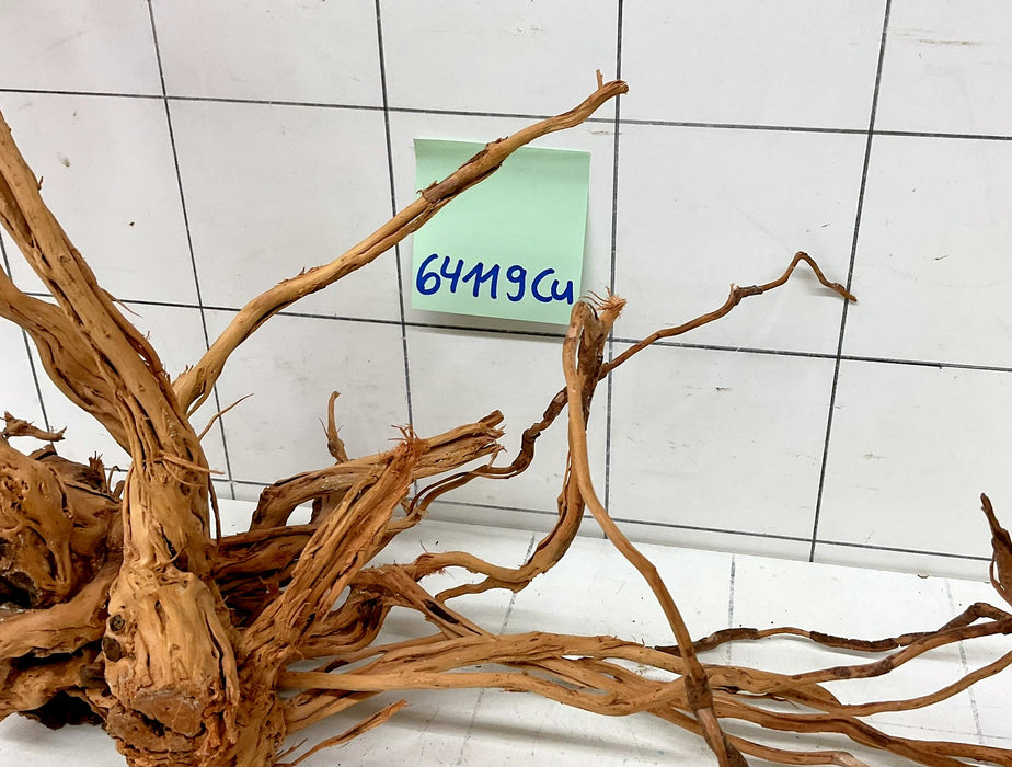64119Cu - Curlwood Wurzel Holz