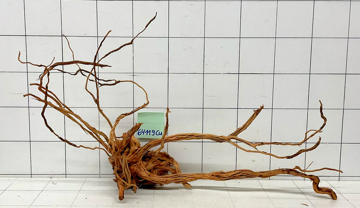 64119Cu - Curlwood Wurzel Holz