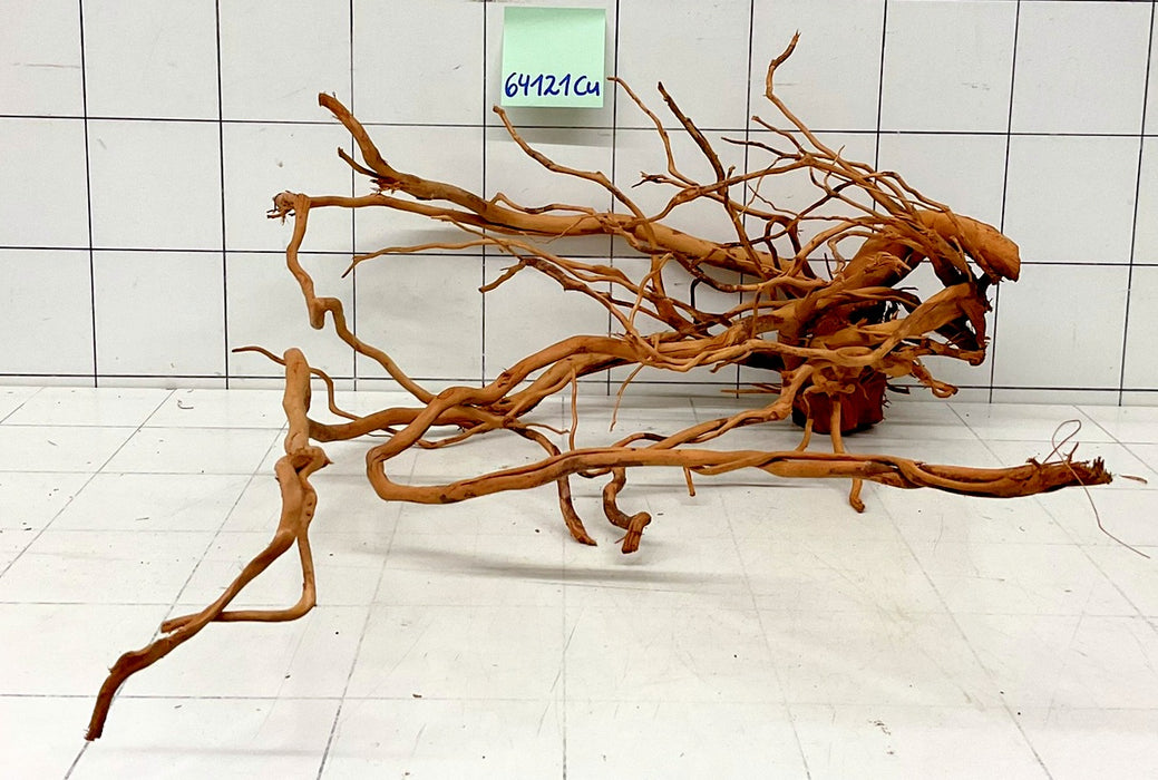 64121Cu - Curlwood Wurzel Holz