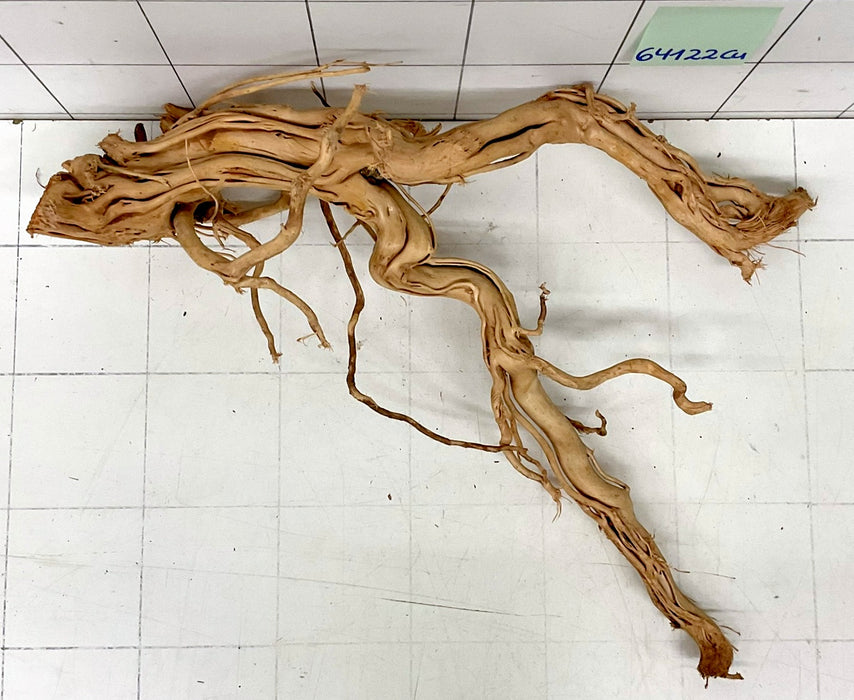 64122Cu - Curlwood Wurzel Holz