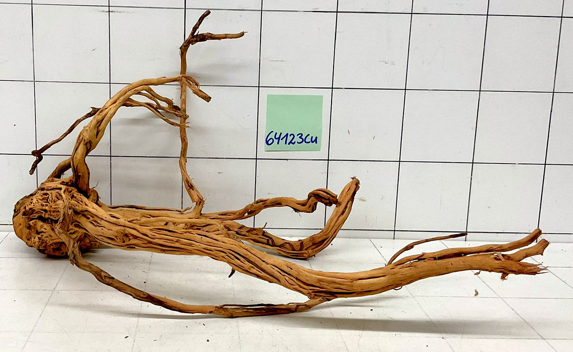 64123Cu - Curlwood Wurzel Holz