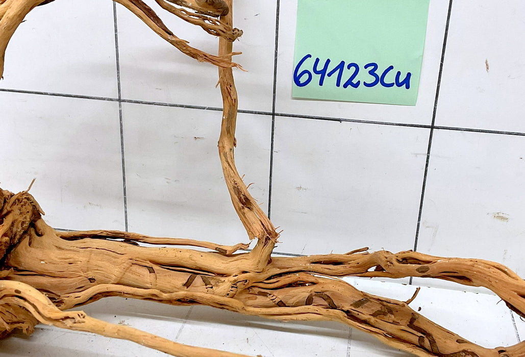 64123Cu - Curlwood Wurzel Holz