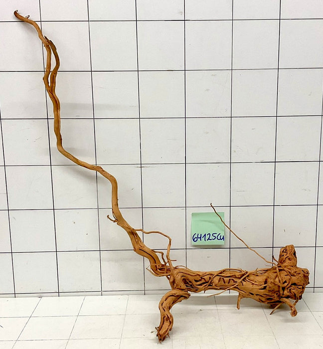 64125Cu - Curlwood Wurzel Holz