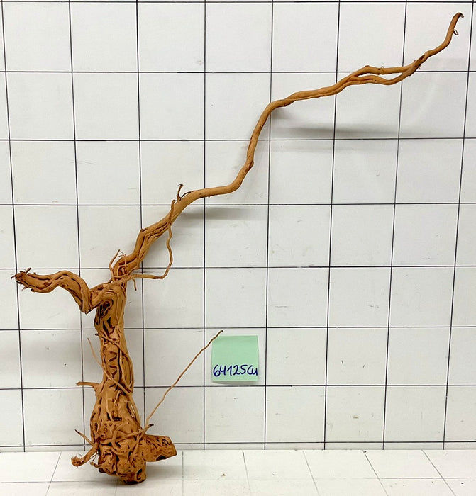 64125Cu - Curlwood Wurzel Holz