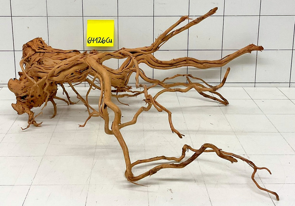 64126Cu - Curlwood Wurzel Holz
