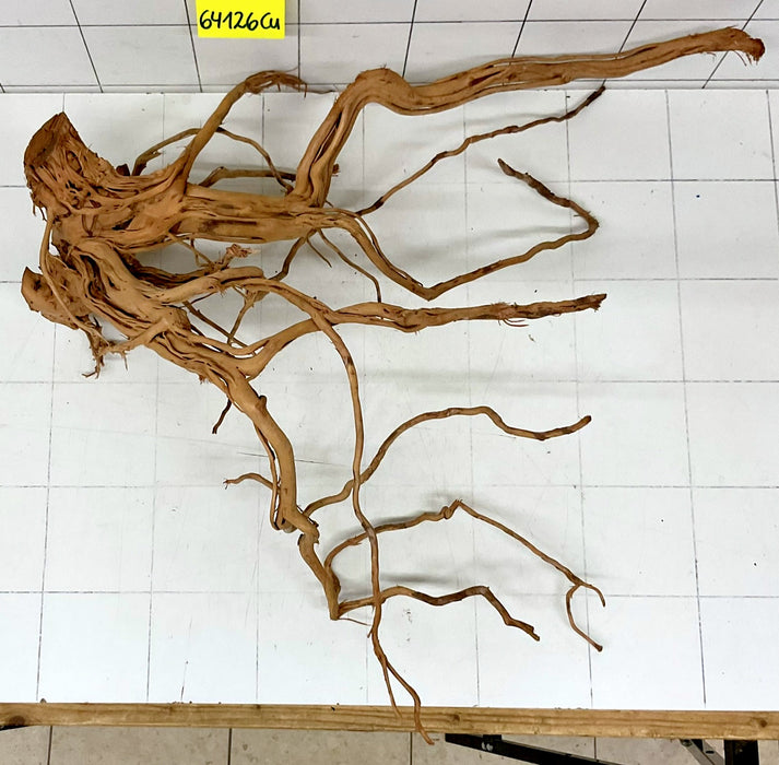 64126Cu - Curlwood Wurzel Holz