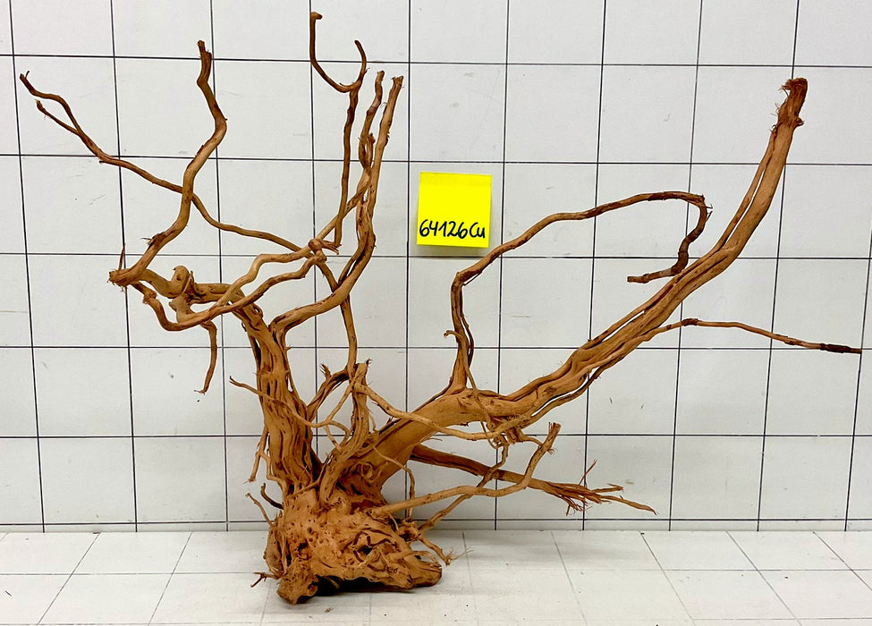 64126Cu - Curlwood Wurzel Holz