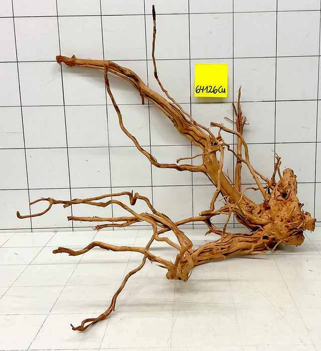 64126Cu - Curlwood Wurzel Holz