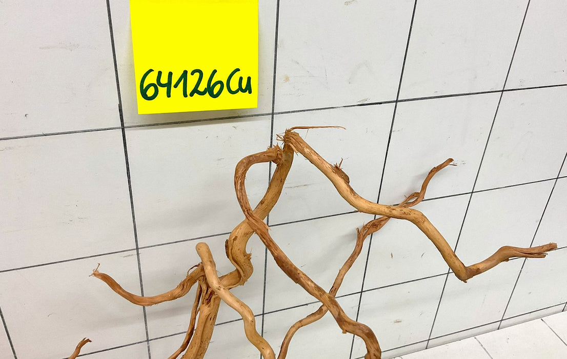 64126Cu - Curlwood Wurzel Holz