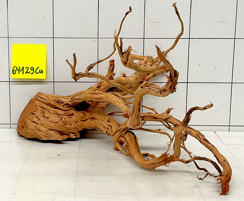 64129Cu - Curlwood Wurzel Holz