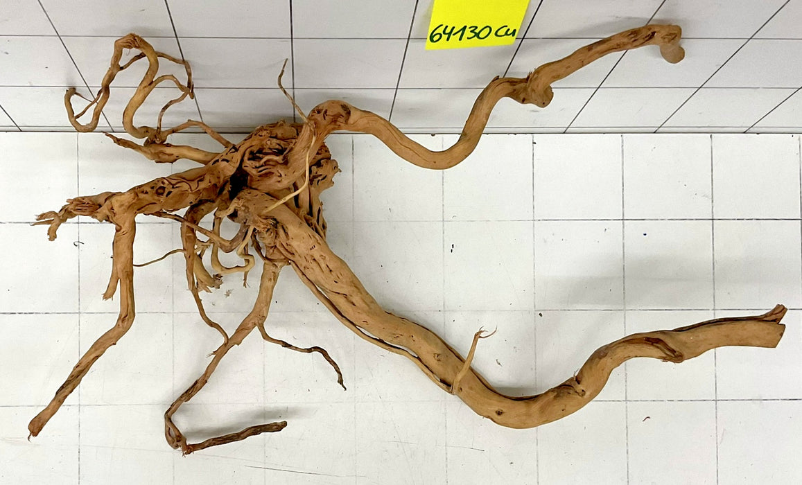 64130Cu - Curlwood Wurzel Holz