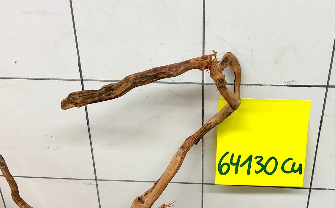 64130Cu - Curlwood Wurzel Holz