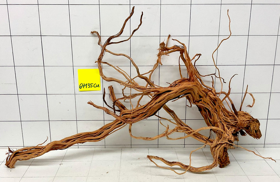 64135Cu - Curlwood Wurzel Holz
